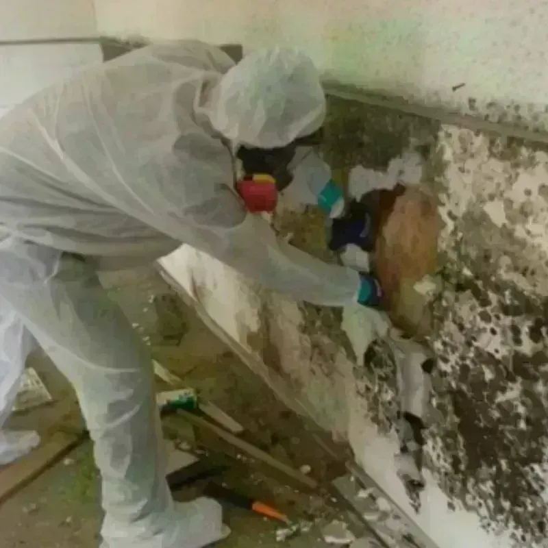 Mold Remediation and Removal in East New York, NY